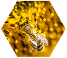 Apitherapie kann in der Bienenflug-Saison von Mai bis September durchgeführt werden