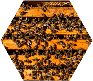 Beecura® ist ein medizinisches Gerätesystem zur Nutzung der Bienenstockluft in der Apitherapie